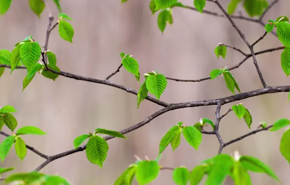 Nature, Sheet, branch, spring, morning