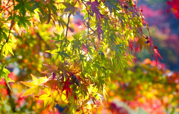 Picture autumn, leaves, branches, maple
