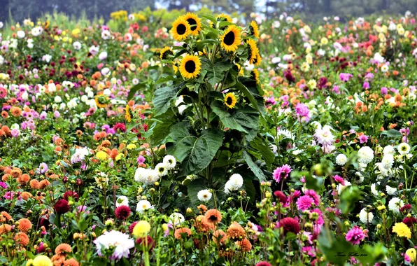 Field, flowers, sunflower, garden, meadow