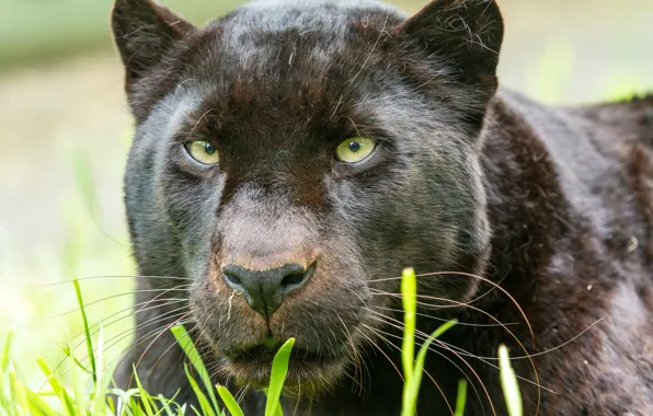 Picture cat, look, face, Panther, leopard