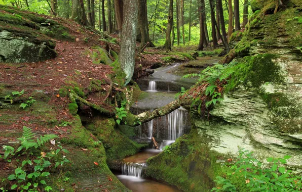 Nature, Waterfall, Trees, River, Forest, Stones, Branches, Stream