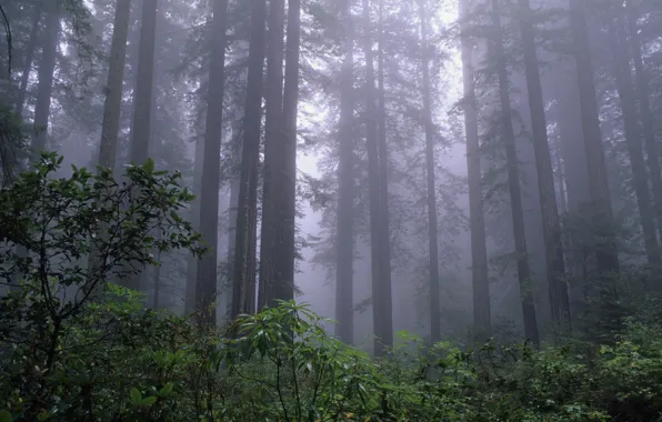 Picture forest, trees, nature, fog, USA, Redwood