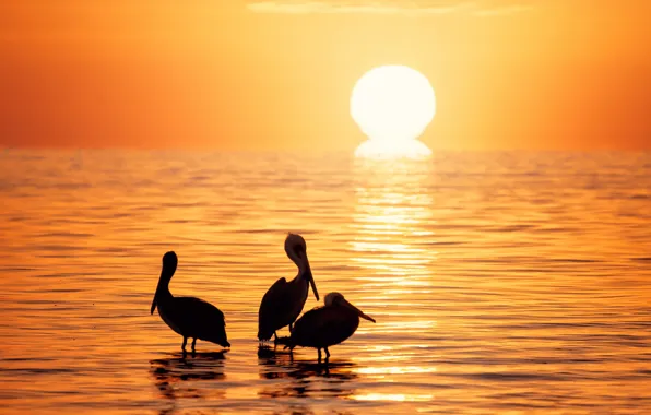 Sea, sunset, birds, nature
