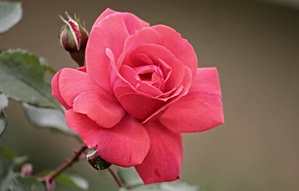 Picture rose, scarlet, bokeh