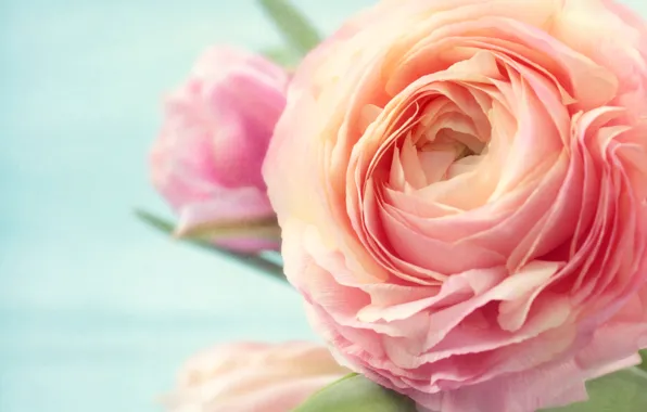 Picture photo, Flowers, Rose, Pink