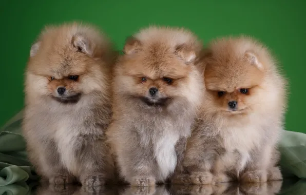 Puppies, trio, Spitz