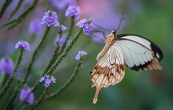 Picture flowers, butterfly, wings, insect, swallowtail