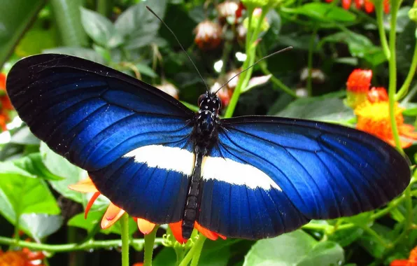 Macro, butterfly, wings, beautiful, flowers, closeup