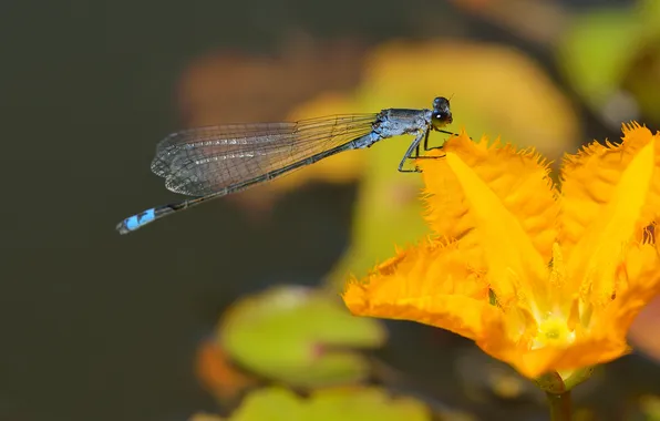 Picture flower, orange, dragonfly, insect