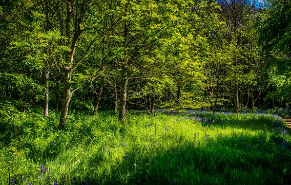 Greens, forest, summer, grass, trees, flowers, path