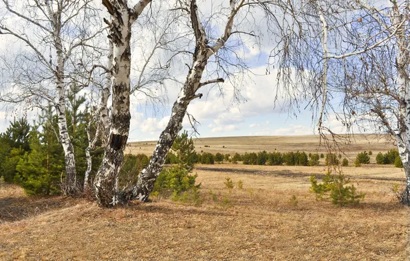 Field, autumn, the sky, clouds, trees