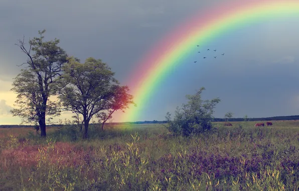 Picture the sky, grass, trees, landscape, birds, nature, field, Rainbow
