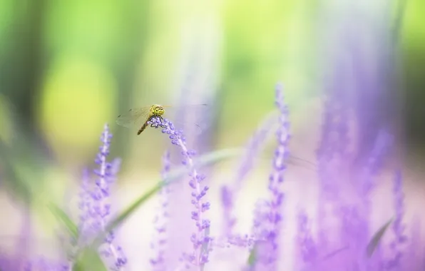 Picture purple, wings, dragonfly, bokeh, lavender