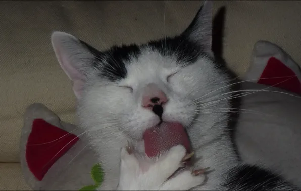 Language, cats, Friday, relax, mood, Cat, funny, delicious