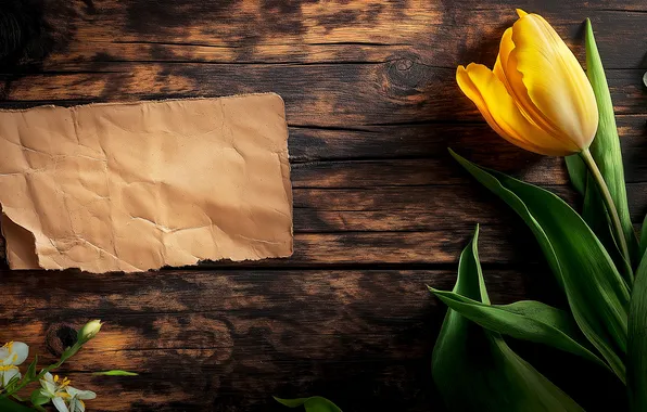 Flower, yellow, paper, holiday, Board, Tulip, spring, note