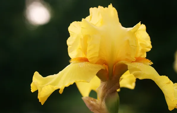 Macro, yellow, nature, iris
