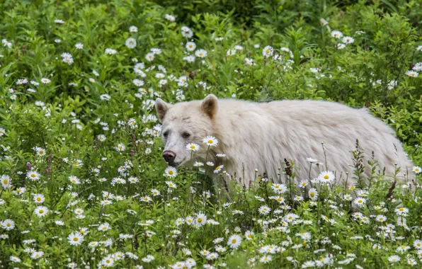 Picture flowers, chamomile, the Kermode, chermozsky bear