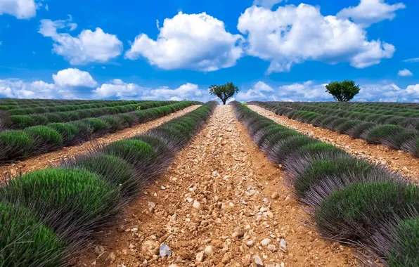 Field, summer, the sky, clouds, trees, flowers, blue, stones