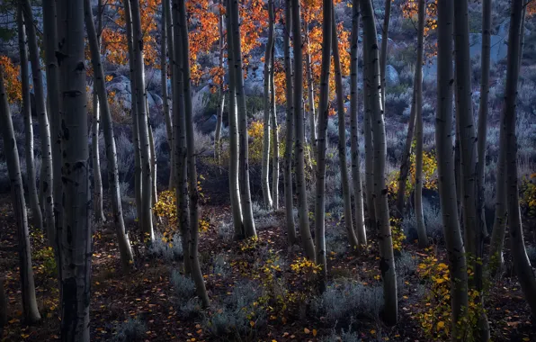 Picture autumn, forest, birch