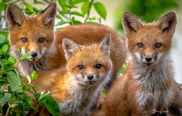 Picture look, Fox, trio, cubs, cubs, Trinity
