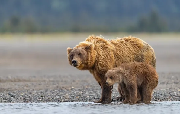 Picture river, bears, Alaska, bear, cub, bokeh, bear