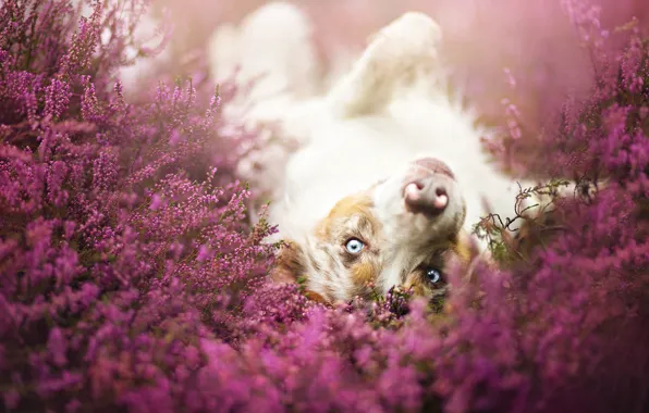 Flowers, dog, meadow, sports, the border collie, Wallpaper from lolita777