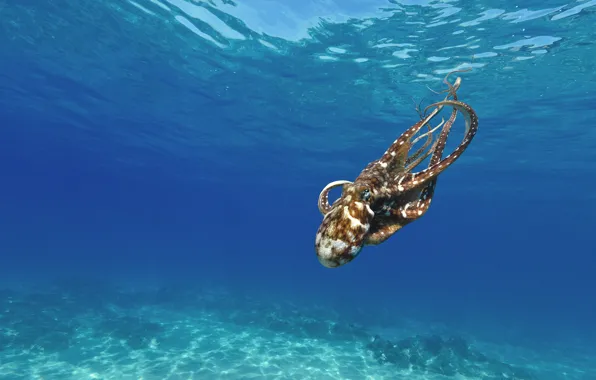 Sea, water, the bottom, octopus, underwater world, under water, swimming