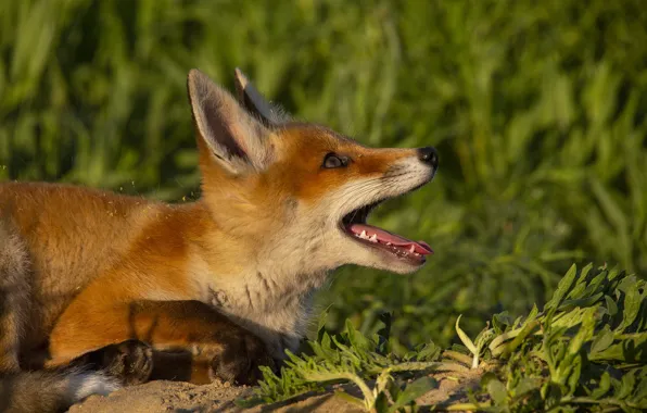 Picture grass, nature, animal, cub, Fox