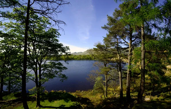 Picture trees, lake, shore, Scotland, Glasgow