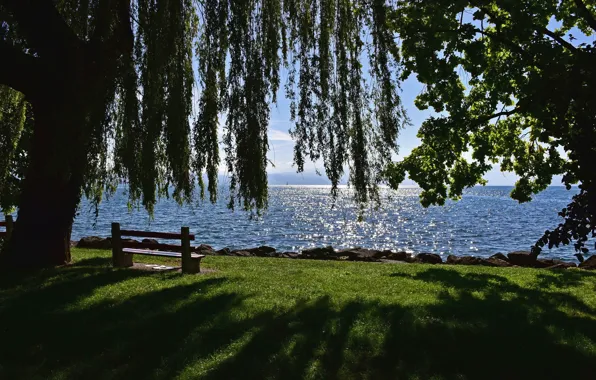 Picture lake, tree, Switzerland, benches, Switzerland, Canton of Vaud, Vaud