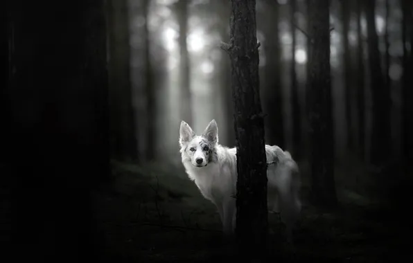 Forest, each, dog