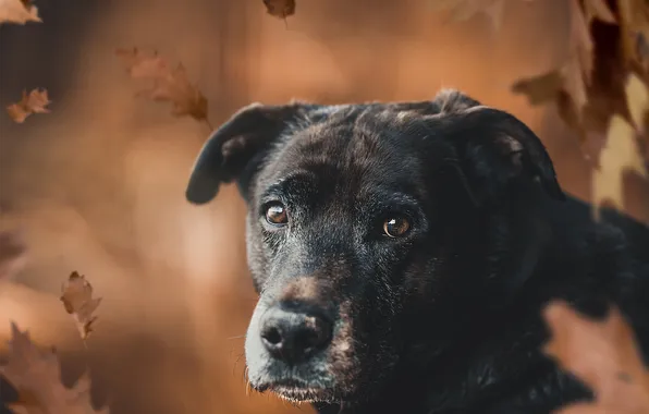 Autumn, look, nature, pose, sadness, foliage, portrait, dog