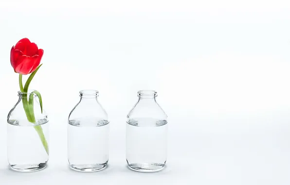 Flowers, Bank, tulips