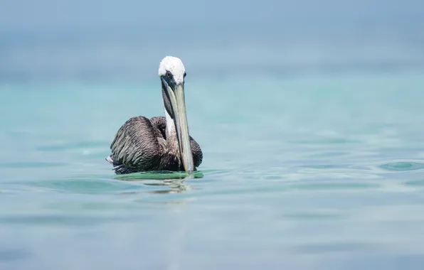 Nature, bird, pelican