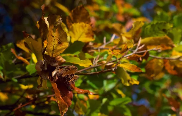 Autumn, leaves, color, macro, branch
