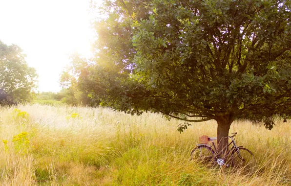 Picture summer, grass, trees, nature, bike, tree, glade, plants