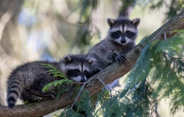Look, pose, tree, branch, raccoon, a couple, needles, Duo