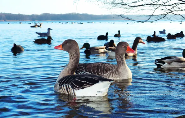 Birds, duck, pack, pair, pond, a lot, geese