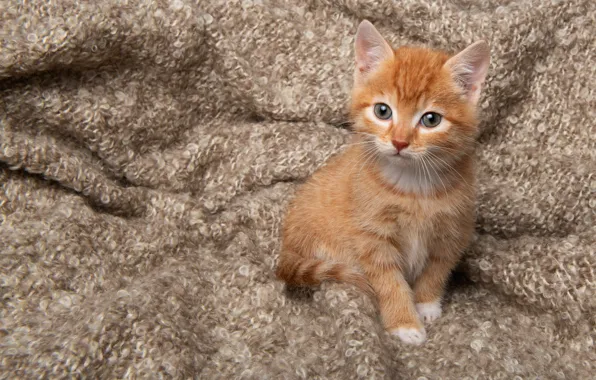 Cat, look, pose, kitty, blanket, red, fabric, plaid
