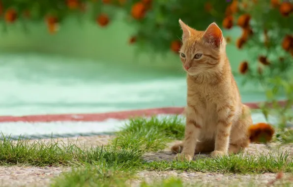 Greens, cat, summer, grass, flowers, background, sweetheart, red