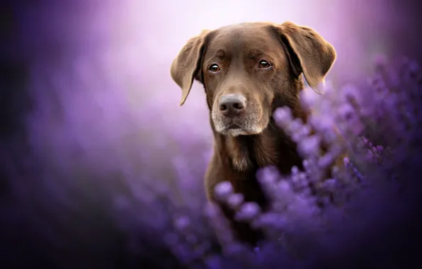 Look, face, flowers, dog, lavender, bokeh, Labrador Retriever