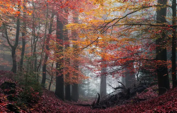Autumn, forest, trees, branches, fog, trunks, foliage, morning