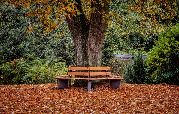 Picture autumn, Park, foliage, bench
