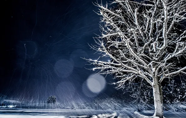 Winter, snow, night, nature, tree, bokeh