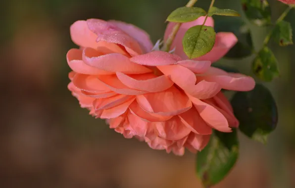 Macro, rose, petals