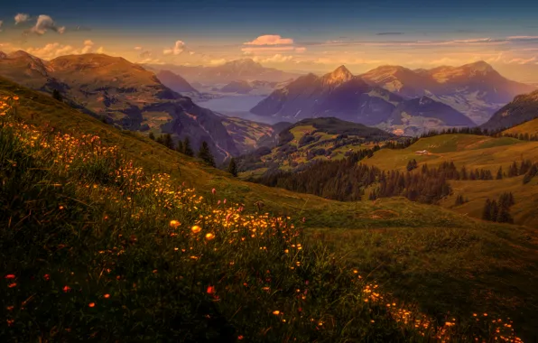 Picture grass, trees, flowers, mountains, lake, dawn, field, treatment