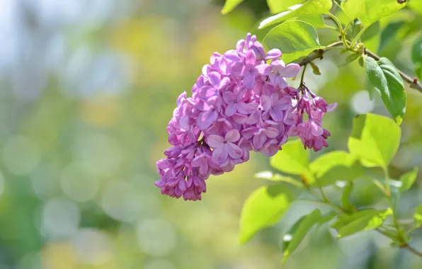 Branch, lilac, inflorescence