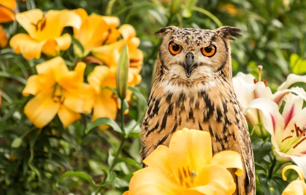 Look, flowers, owl, bird, Lily, portrait, yellow, garden