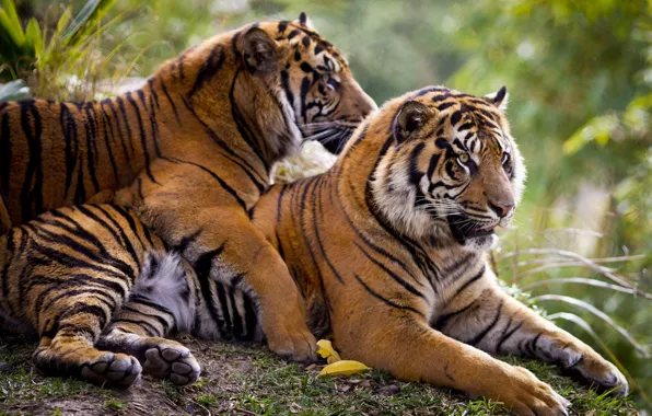 Picture feelings, pair, tigers