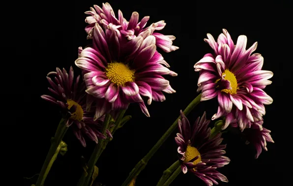 Flowers, nature, background